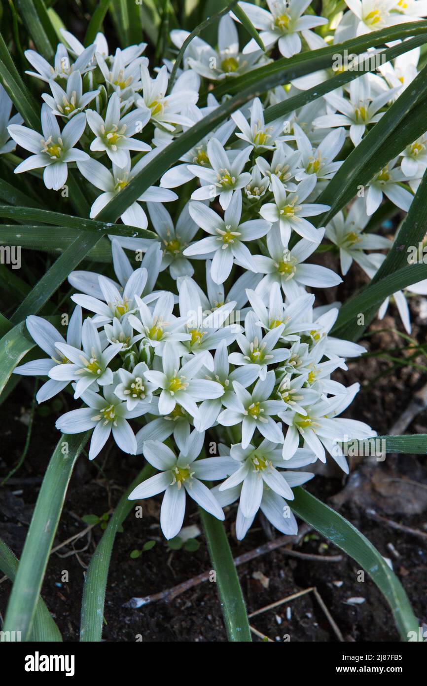 White color Scilla sect. Chionodoxa flowers in a garden. Idea for postcards, greetings, invitations, posters. Stock Photo