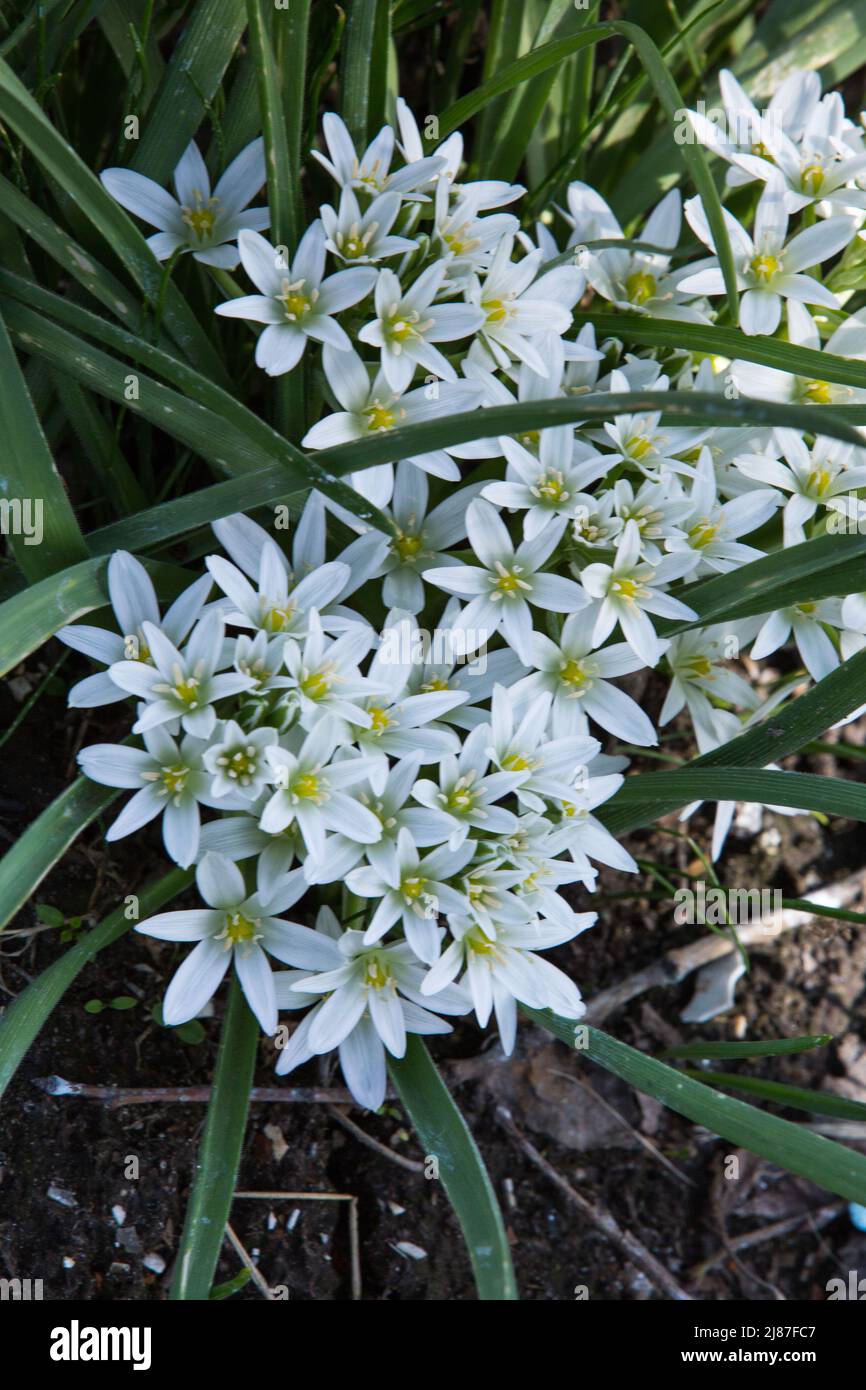 White color Scilla sect. Chionodoxa flowers in a garden. Idea for postcards, greetings, invitations, posters. Stock Photo