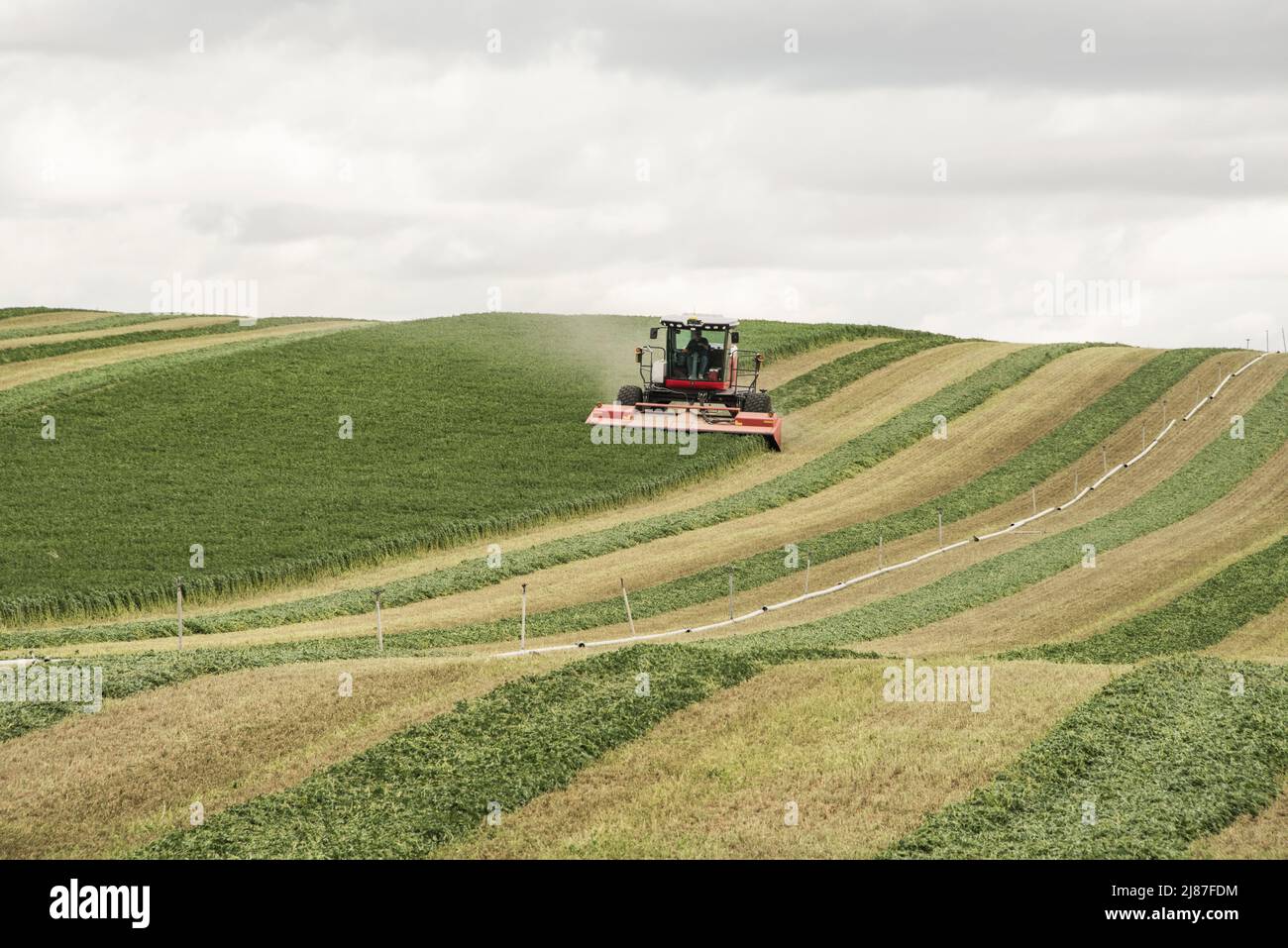 Swathing or harvesting alfalfa in Bruneau, Idaho, USA. Stripes of harvested, but green, hay, raked and ready to dry. Stock Photo