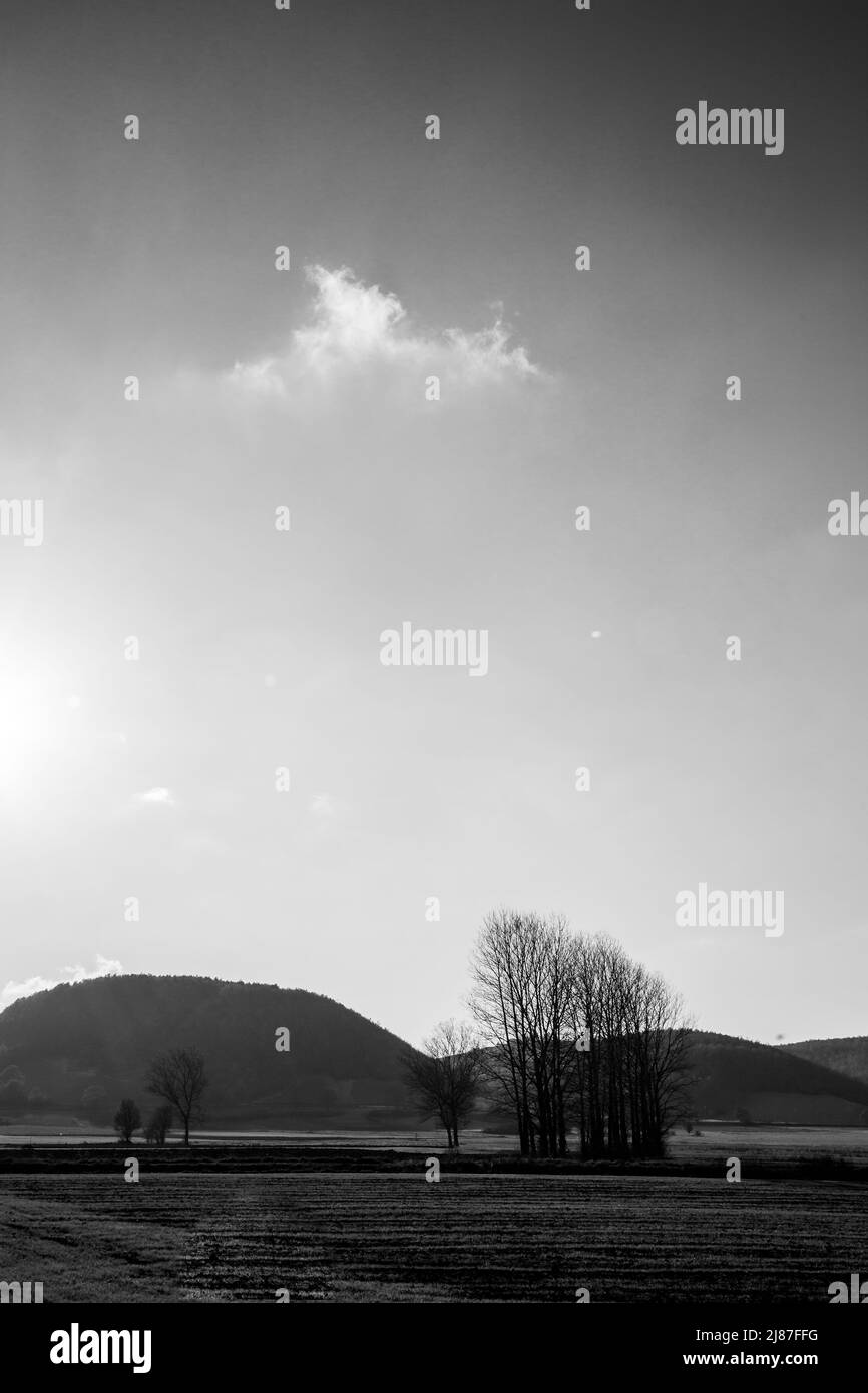 A little group of skeletal trees in the middle of meadows, in an almost surreal atmosphere Stock Photo