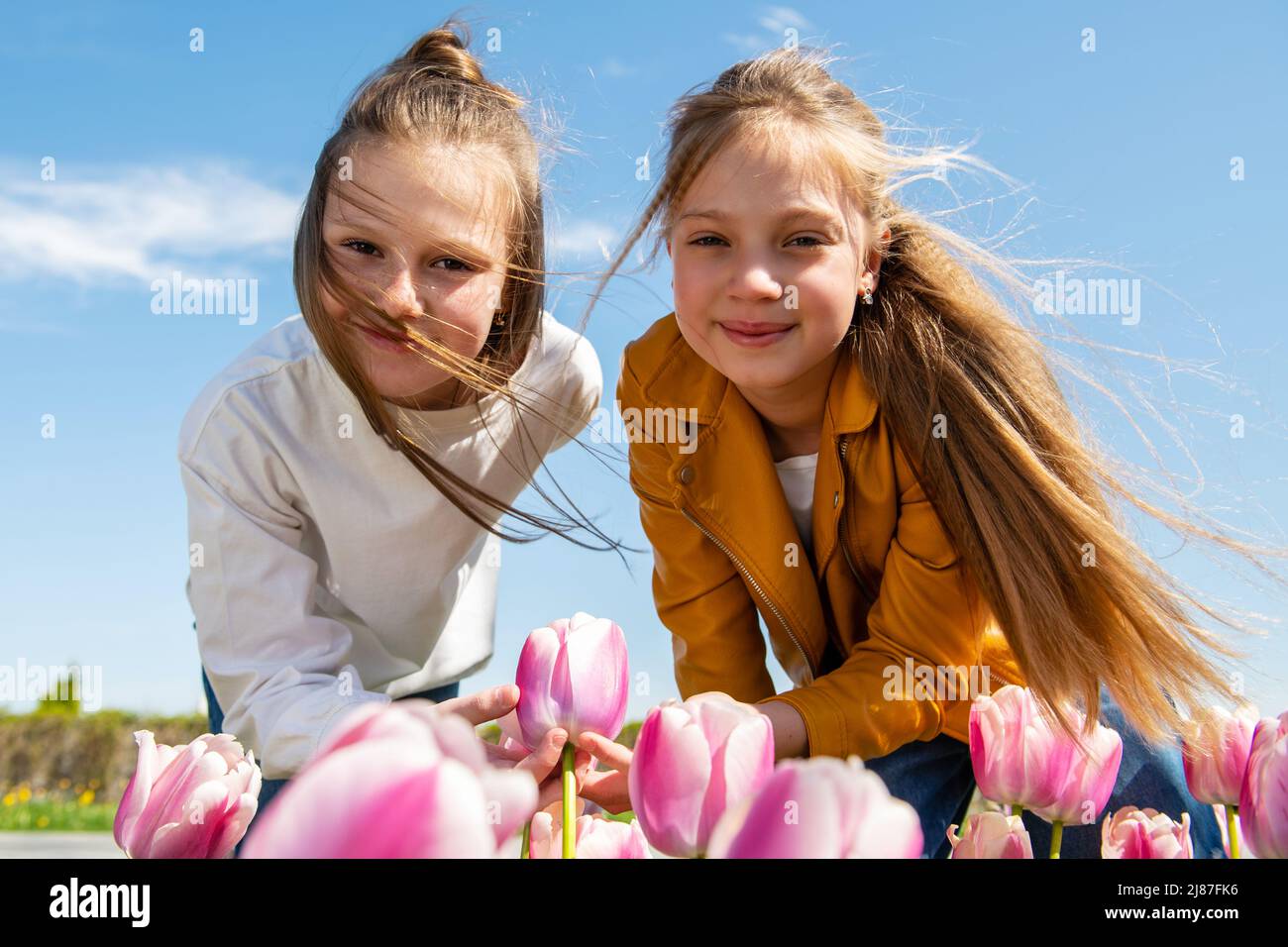 Two teenager girls bend over blooming pink and white tulip flowers