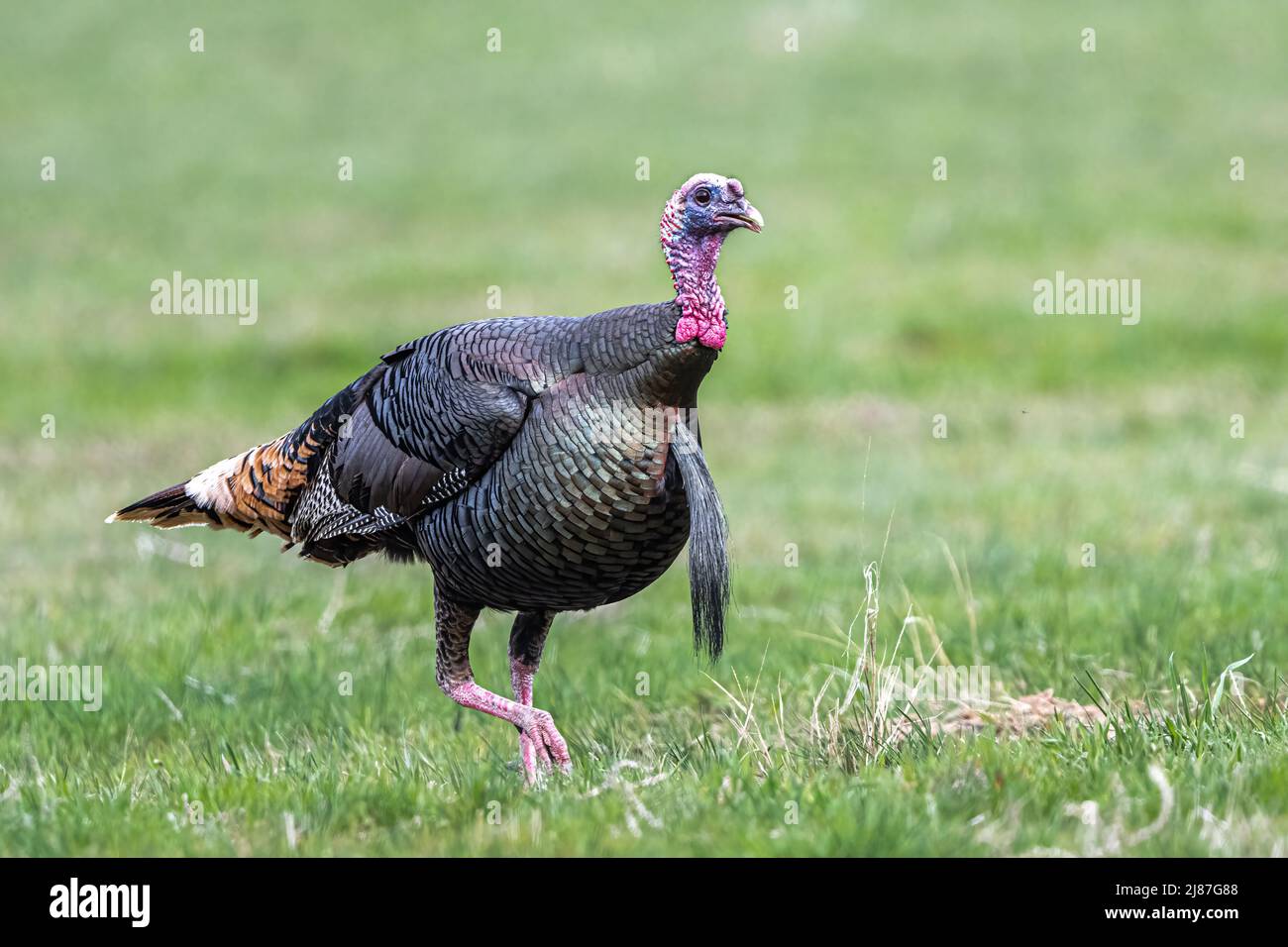 Male Wild Turkey (Meleagris gallopavo Stock Photo Alamy