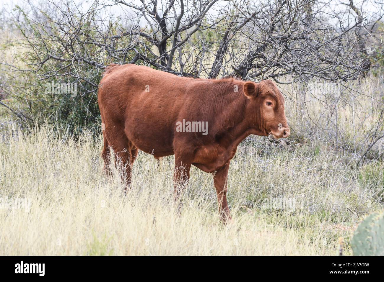 A bull (livestock) on public land near Arivaca, Arizona, USA Stock