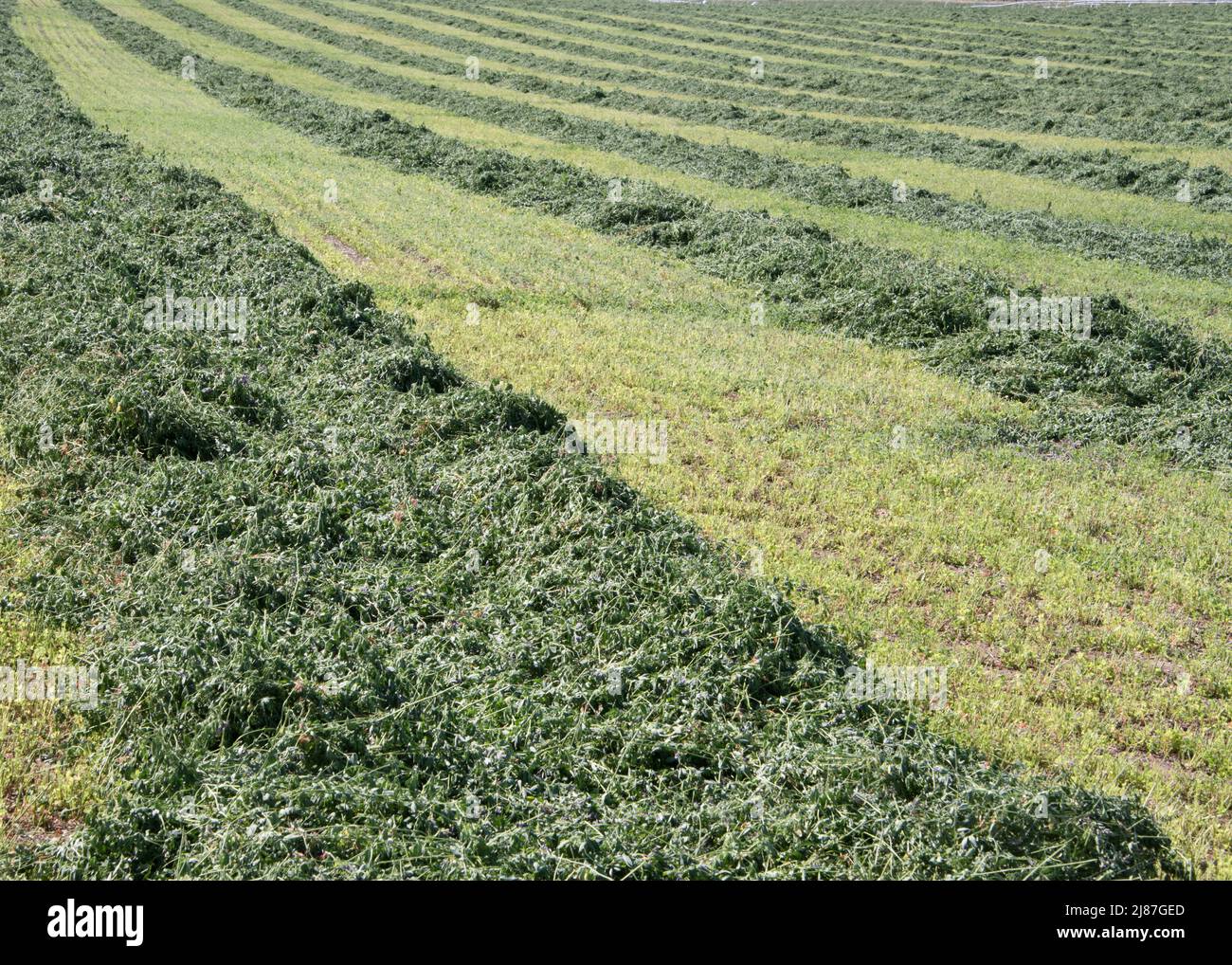 Freshly cut hay in windrows on Deer Parks Wildlife Mitigation Unit, Menan, Idaho, USA Stock Photo