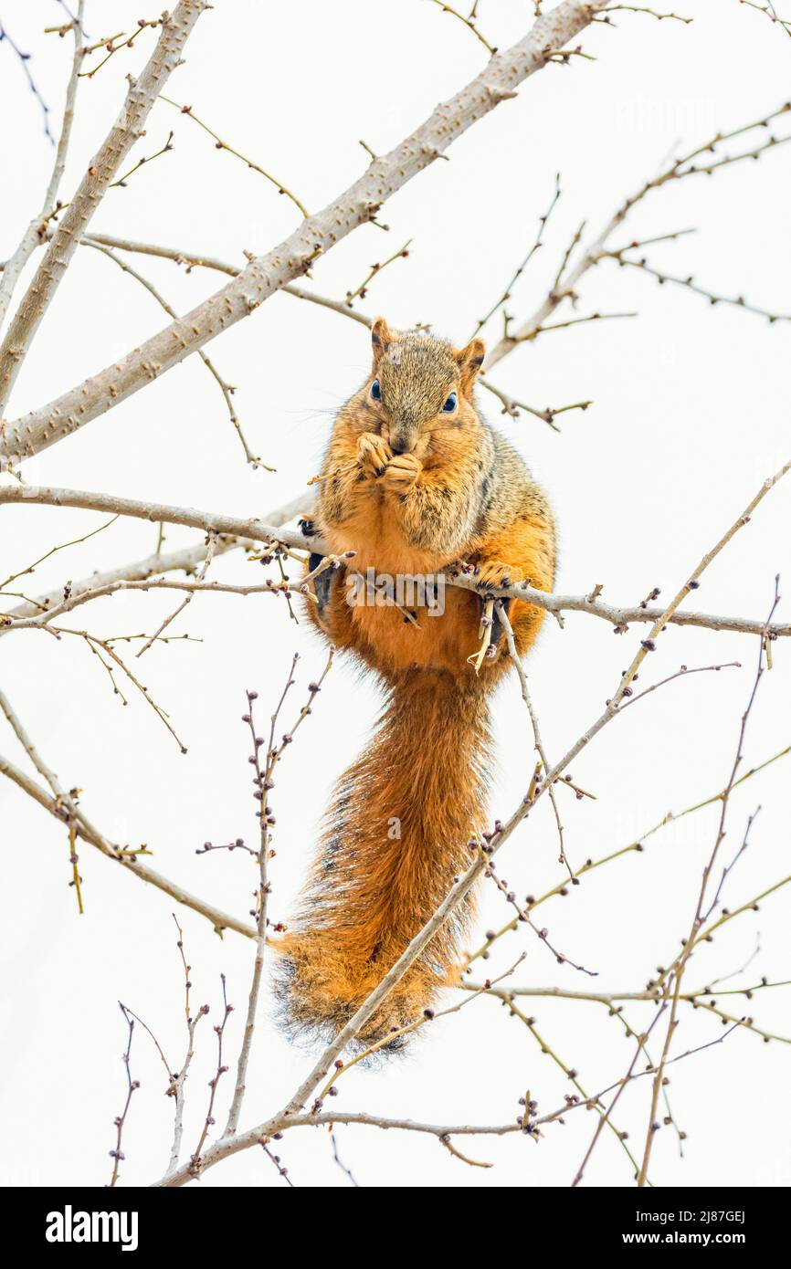 Bryant’s fox squirrel hires stock photography and images Alamy