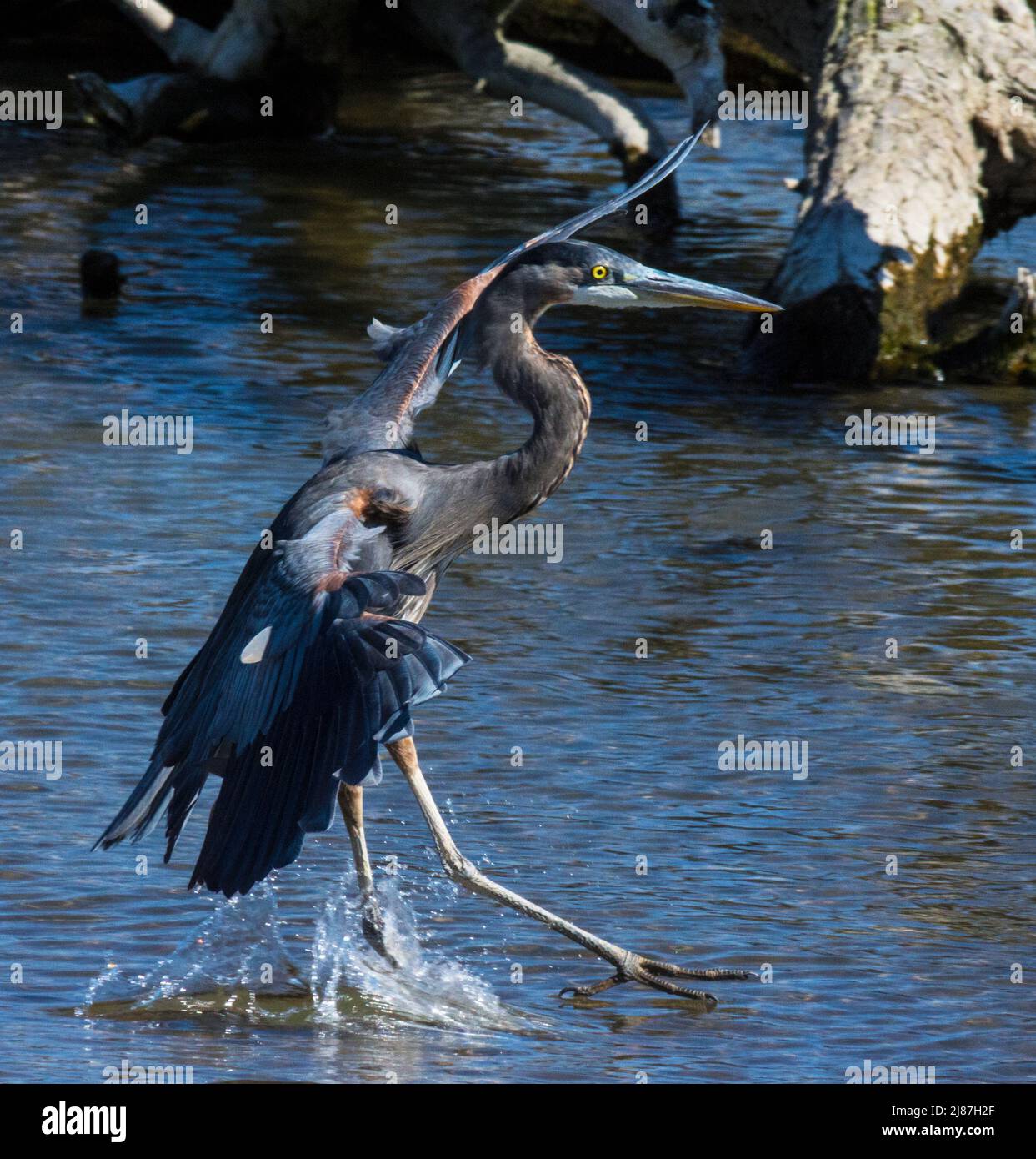 Great Blue Heron landing in water Stock Photo Alamy