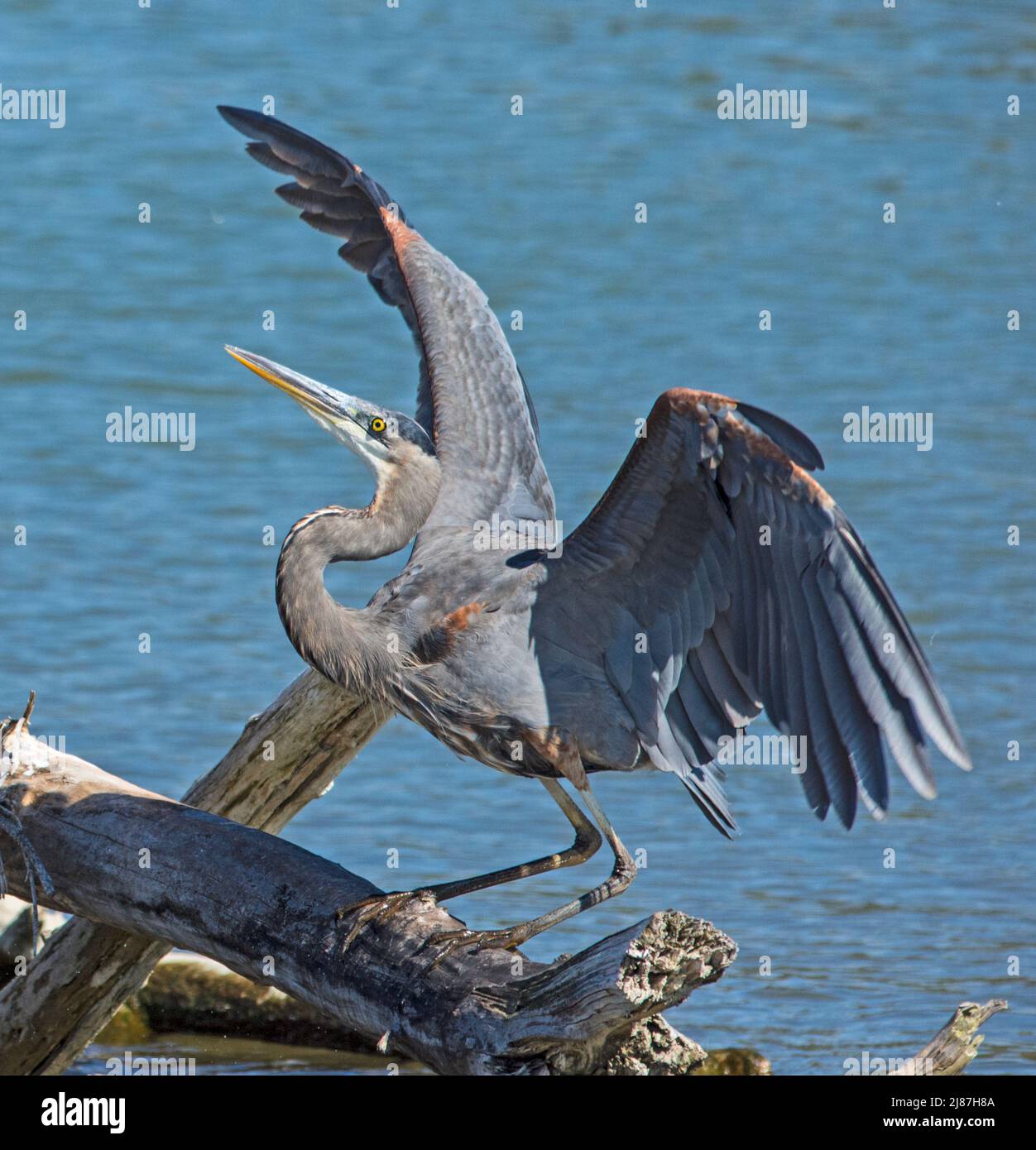 Great Blue Heron landing on fallen tree Stock Photo