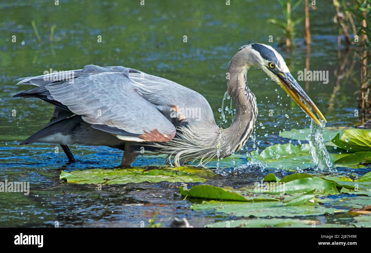 Great Blue Heron hunting fish in the marsh Stock Photo