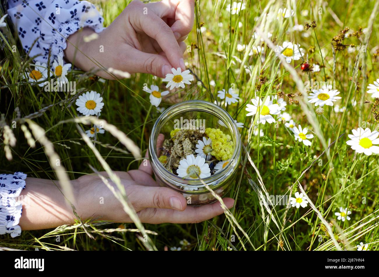Woman collects medicinal herbs in green meadow. Fresh green herbs harvest. Alternative herbal medicine. Collection of medicinal herbs Stock Photo