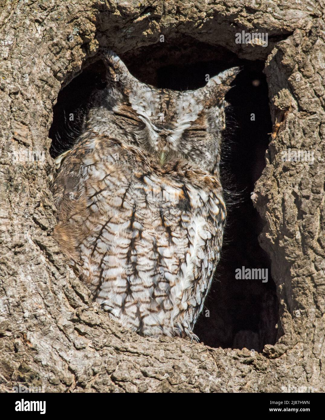 Sleeping Screech Owl Stock Photo