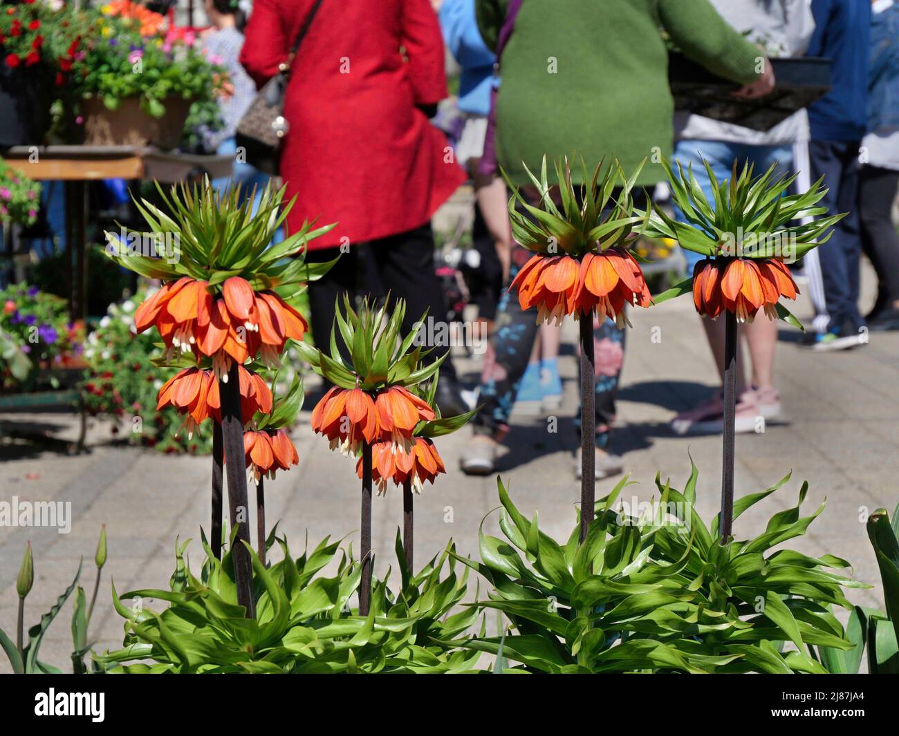 The Crown Imperial is a member of the fritillaria group of the lily family, an unusual flower that appears to grow upside down Stock Photo
