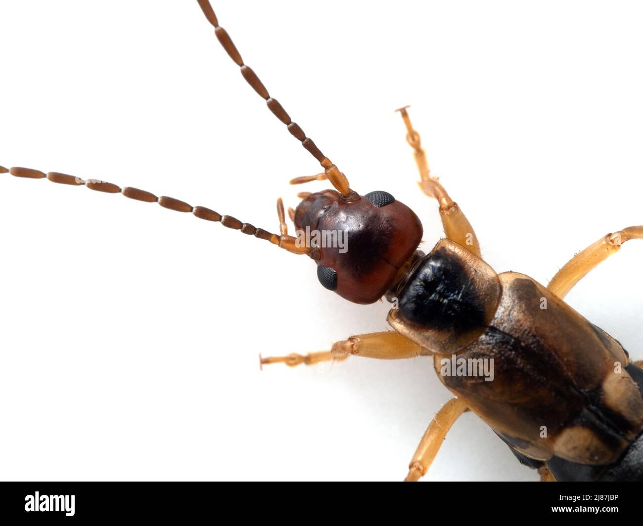 close-up of the head and antennae of a female common or European earwig, Forficula auricularia, isolated on white Stock Photo