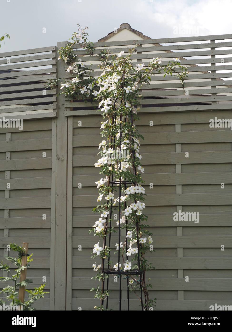 Clematis Montana climbing plant with pink flowers Stock Photo Alamy