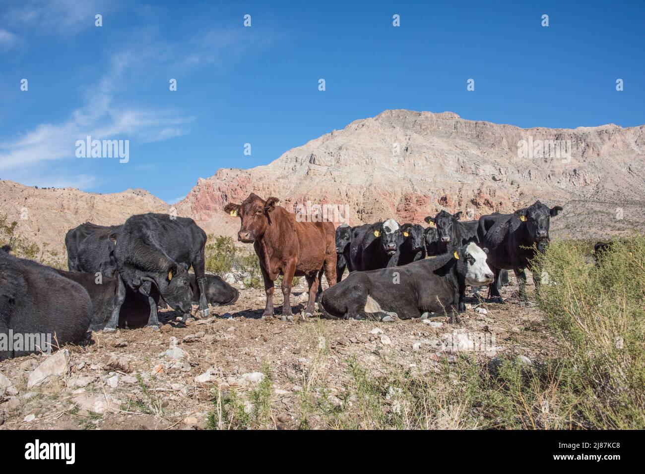 Livestock grazing on public land in Beaver Dam Wilderness, Arizona, USA Stock Photo