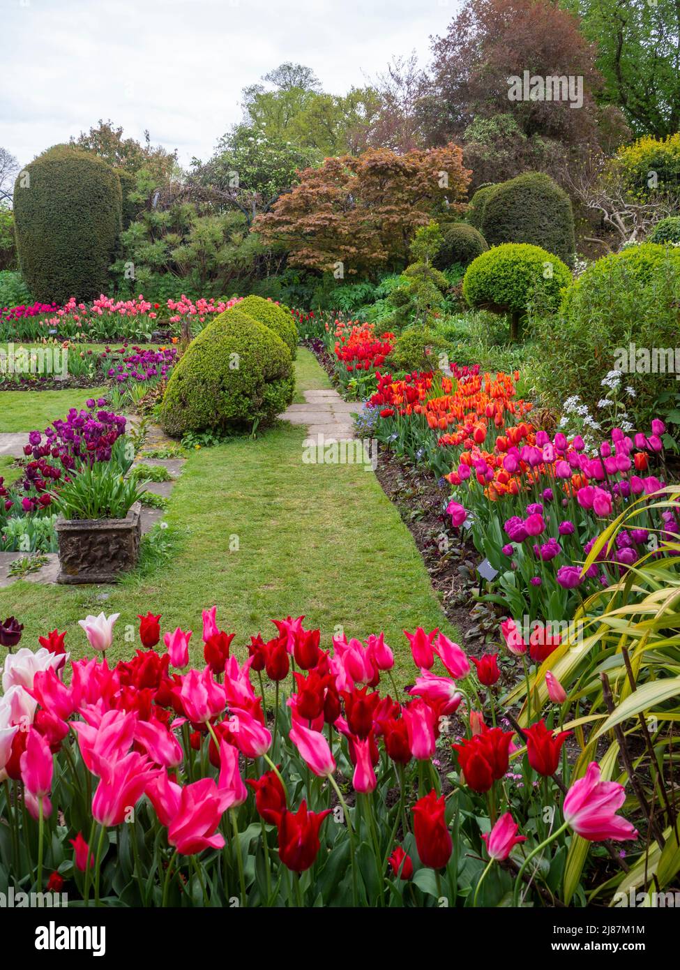 Chenies Manor Garden. Vivid pink Tulipa 'Barcelona', dark purple, red
