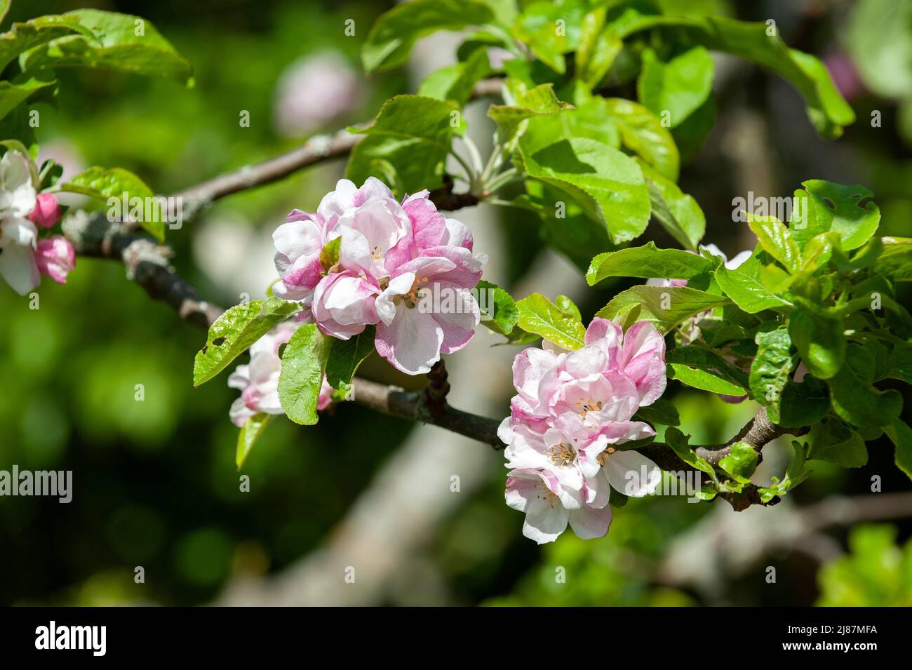 Apple tree in bloom sunny hi-res stock photography and images - Alamy