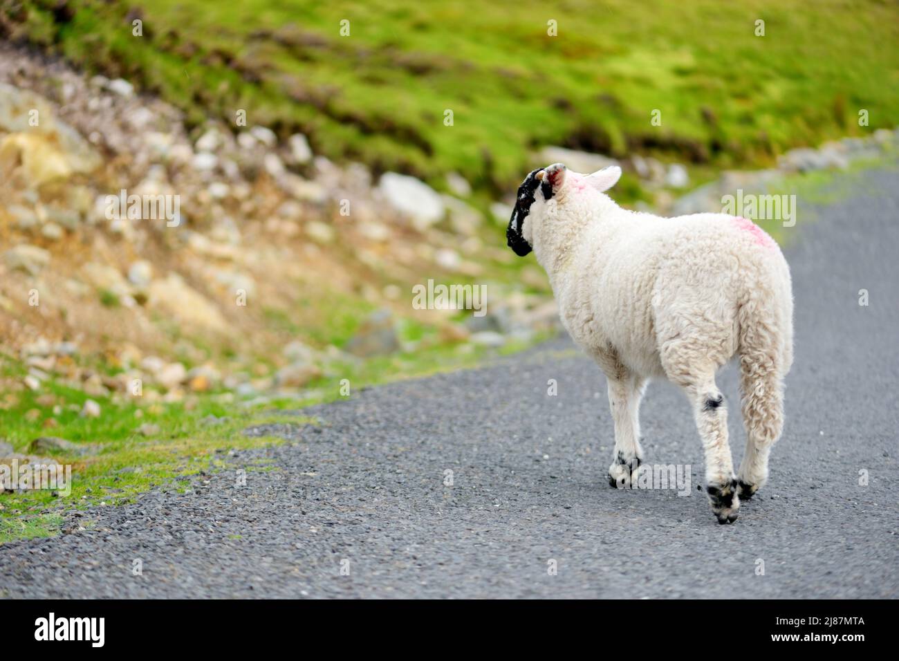 Sheep marked with colorful dye grazing in green pastures. Adult sheep