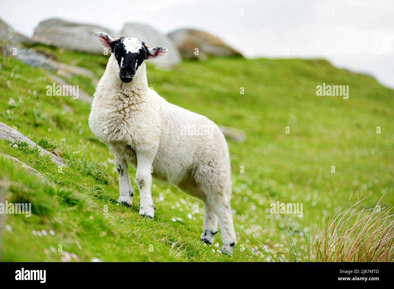 Sheep marked with colorful dye grazing in green pastures. Adult sheep