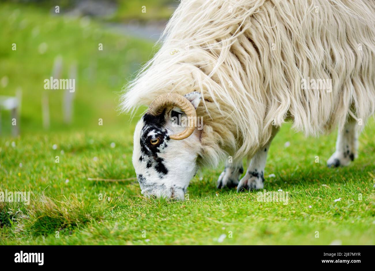 Sheep marked with colorful dye grazing in green pastures. Adult sheep