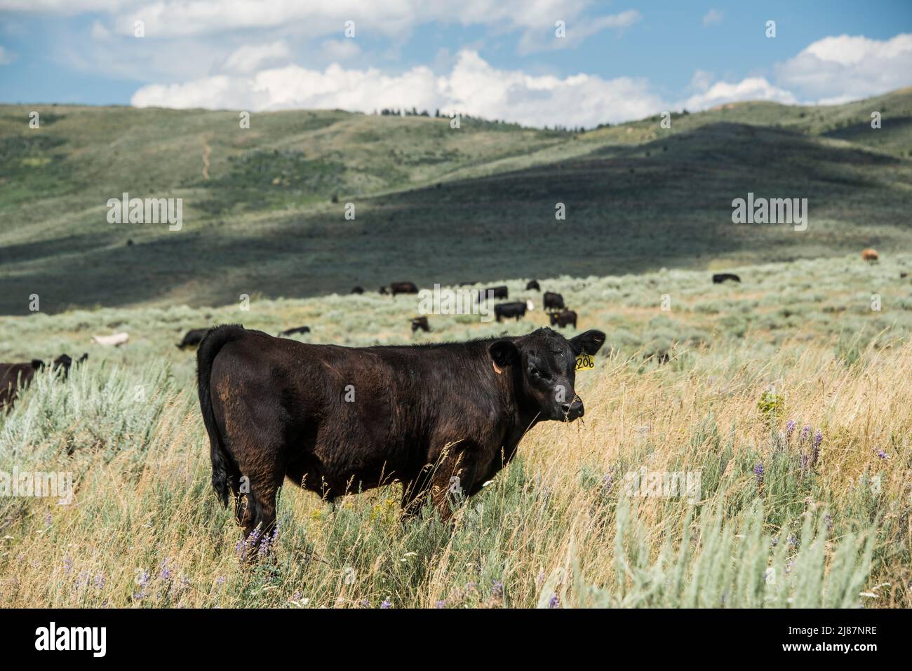 Black cows (livestock) grazing on public land, open space, Idaho, usa, Stock Photo