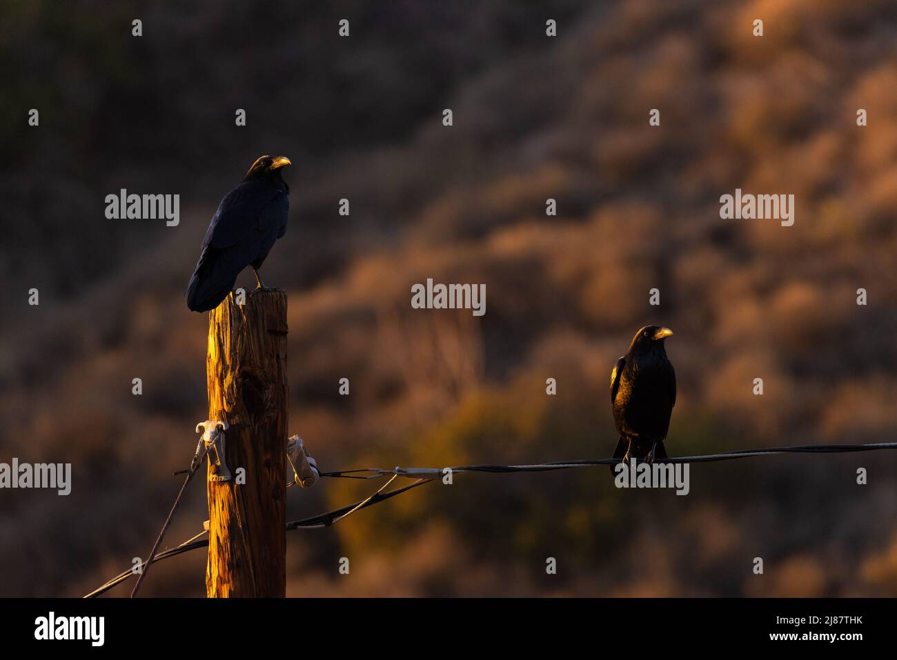 Mated pair of ravens at golden hour Stock Photo