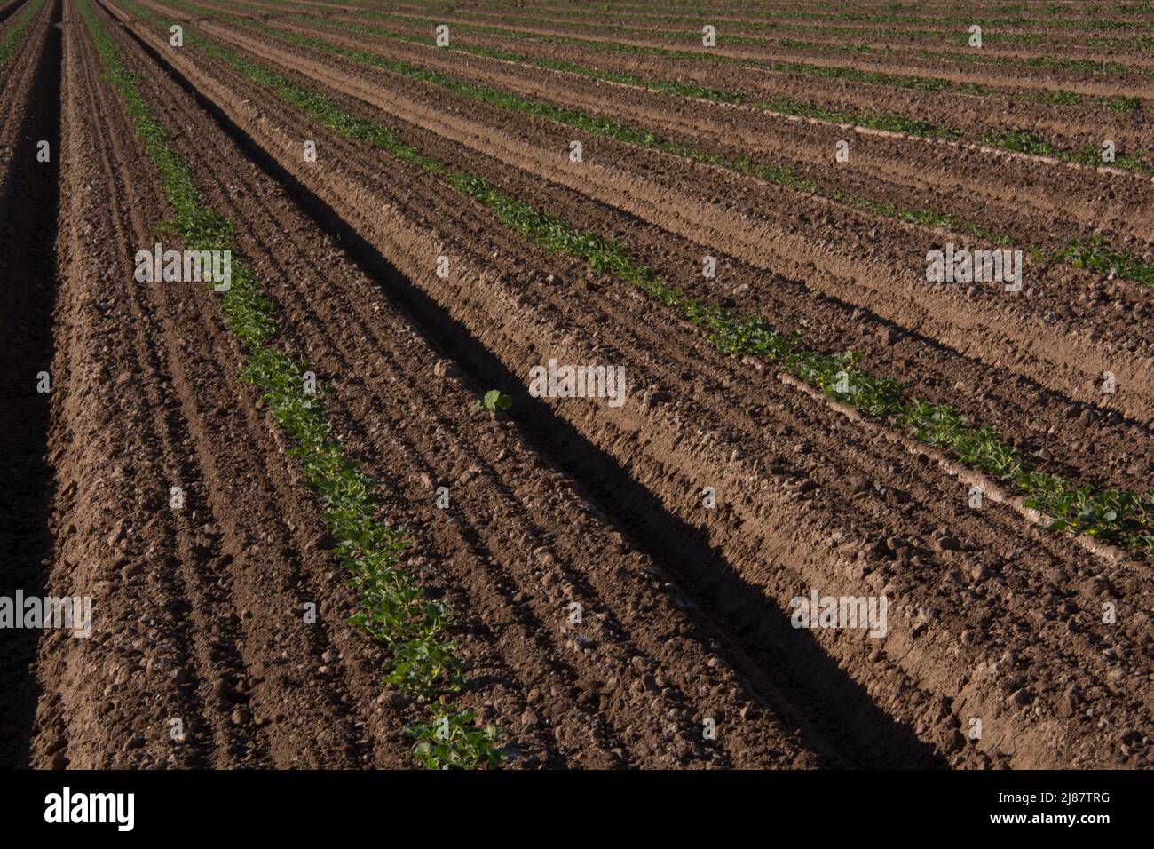 Field of newly planted squash plants, nothing but soil and plants, Yuma