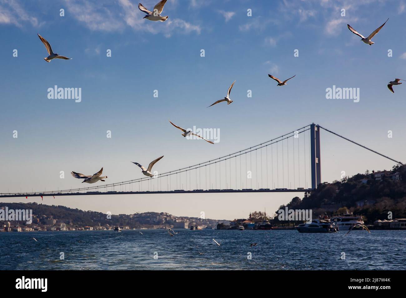 A flock of birds flies over the Bosphorus Bridge in Istanbul Stock ...