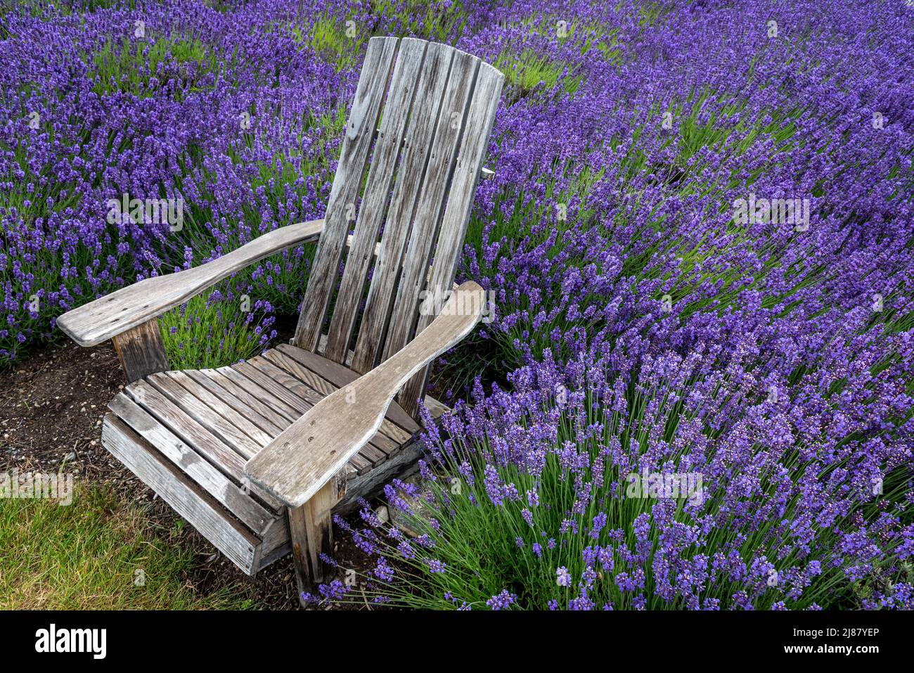 Old weathered wood Adirondack chair on the edge of a lavender field.  Stock Photo