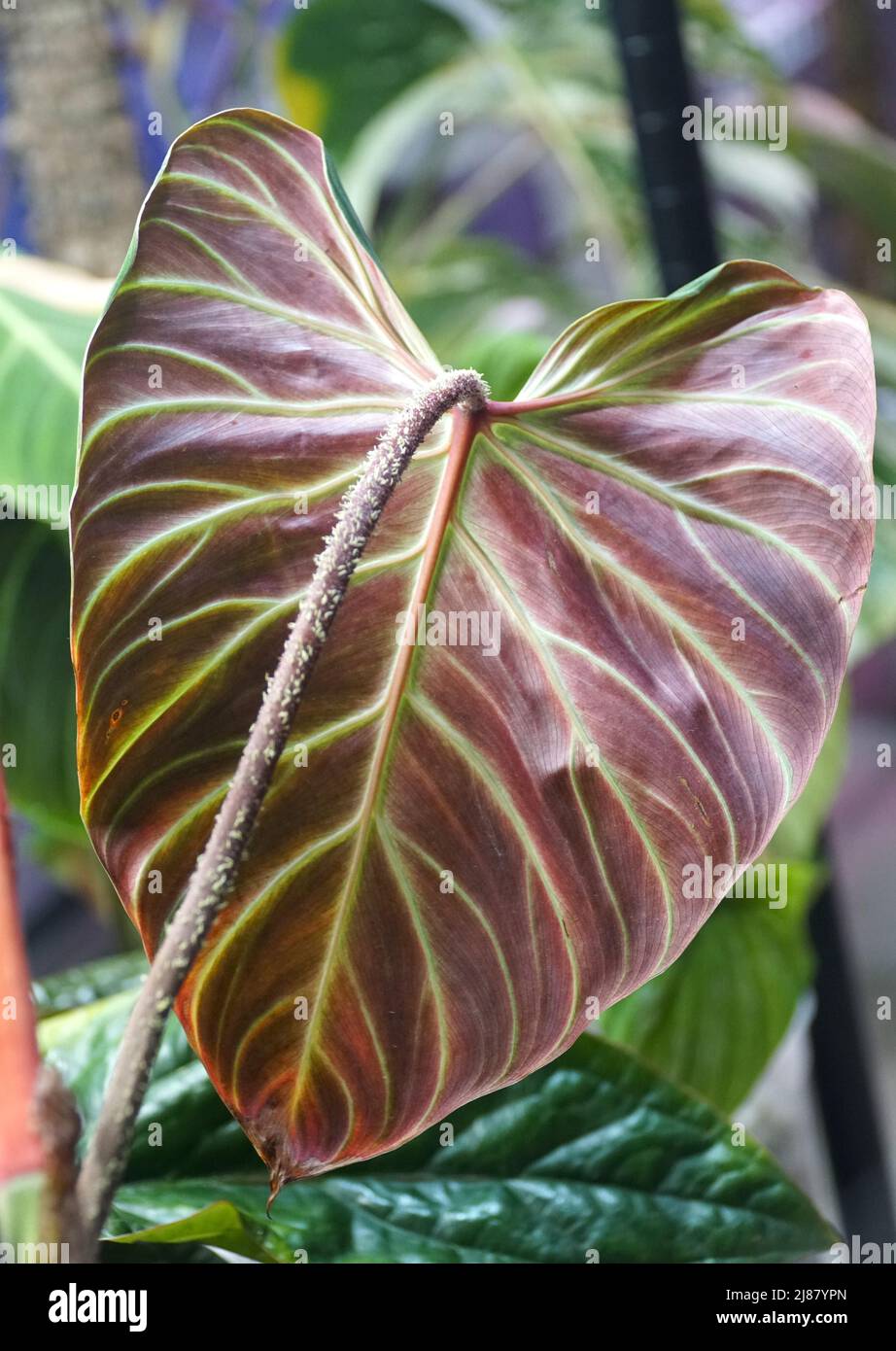 love lies bleeding plant Love Lies Bleeding Amaranth – Mary's Heirloom Seeds main image 0