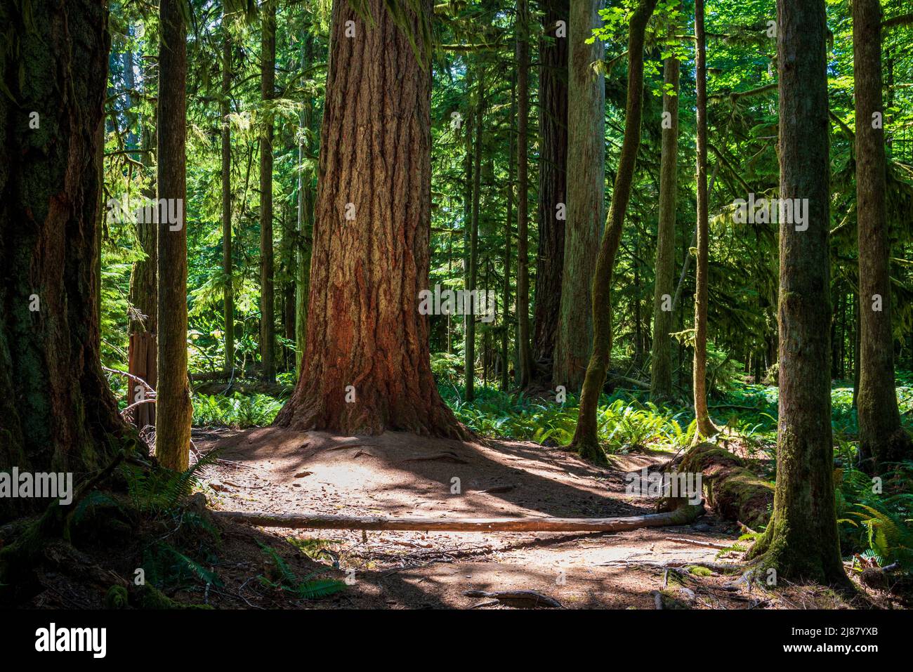 Old growth forest on Canada West Coast.  Stock Photo