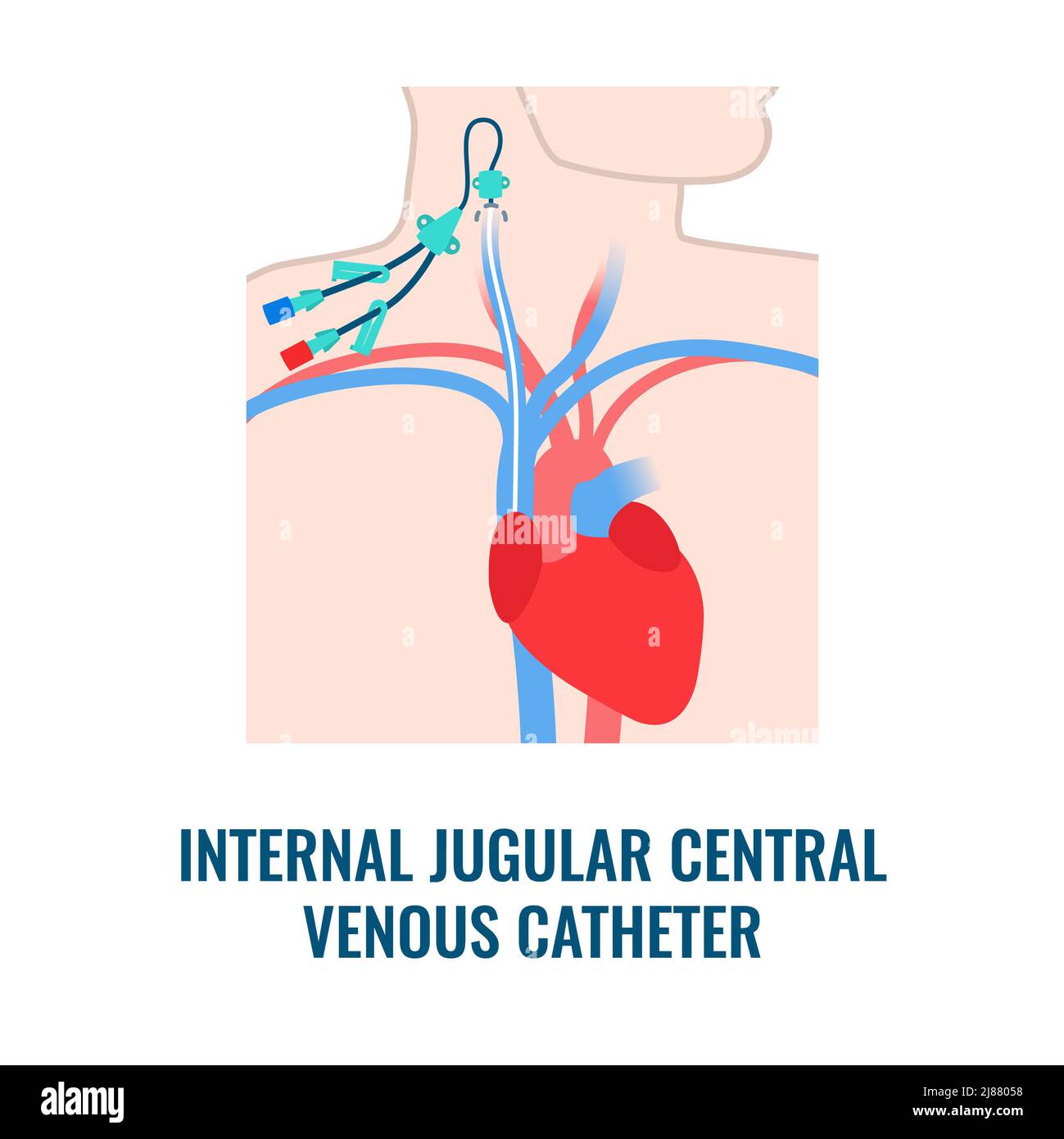 Jugular vein cardiac hi-res stock photography and images - Alamy