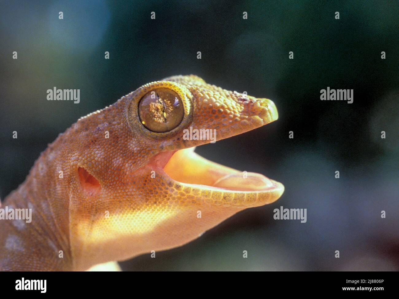 Fan-fingered gecko Stock Photo