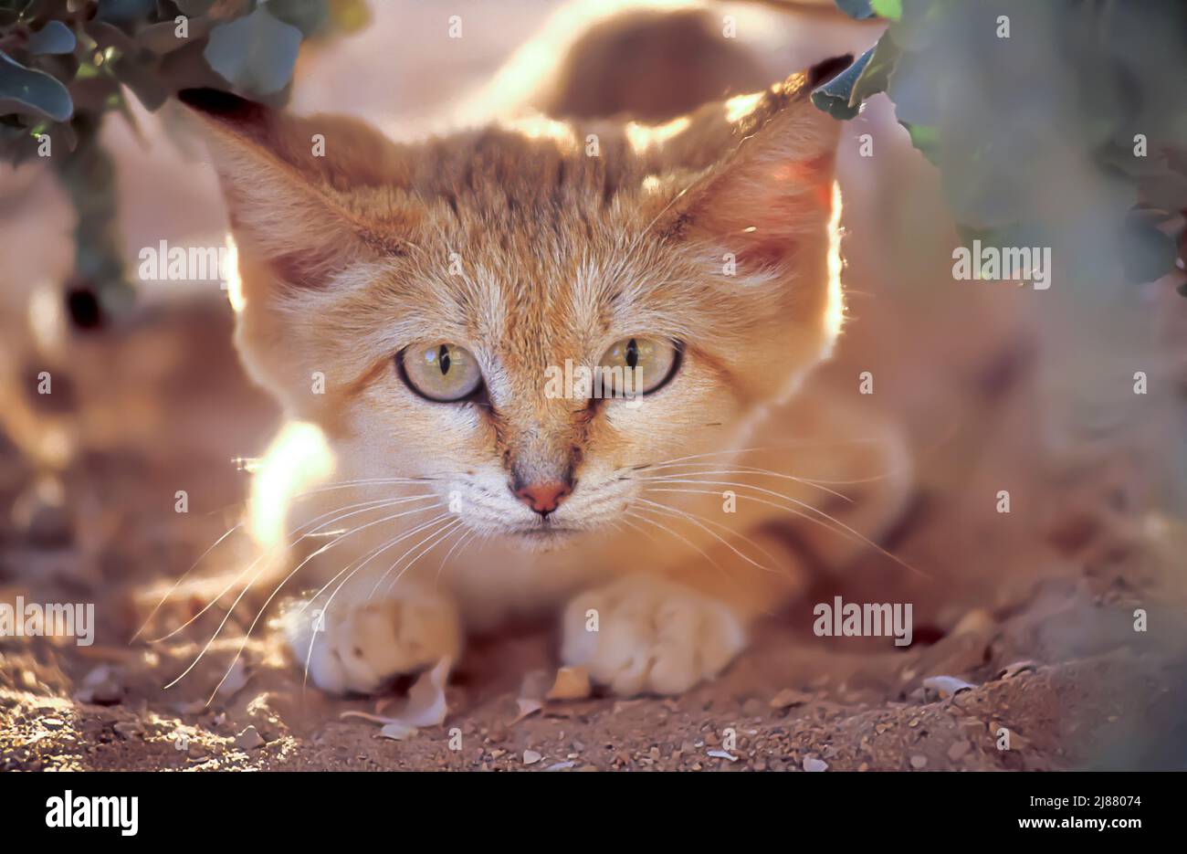 Sand cat Stock Photo