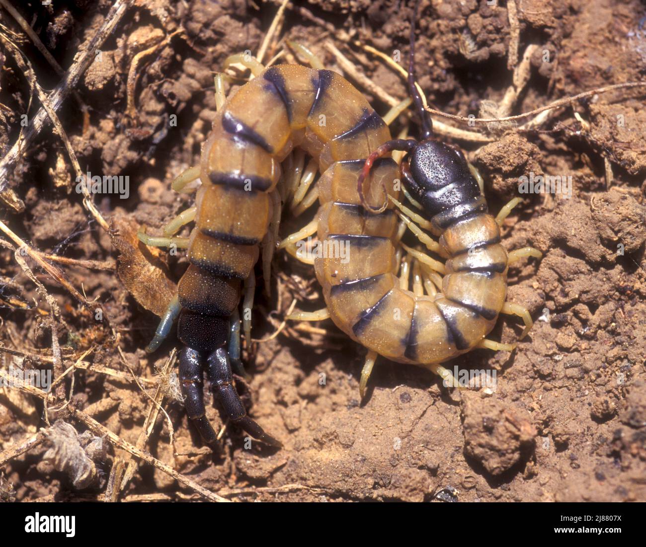 Venomous centipede Stock Photo