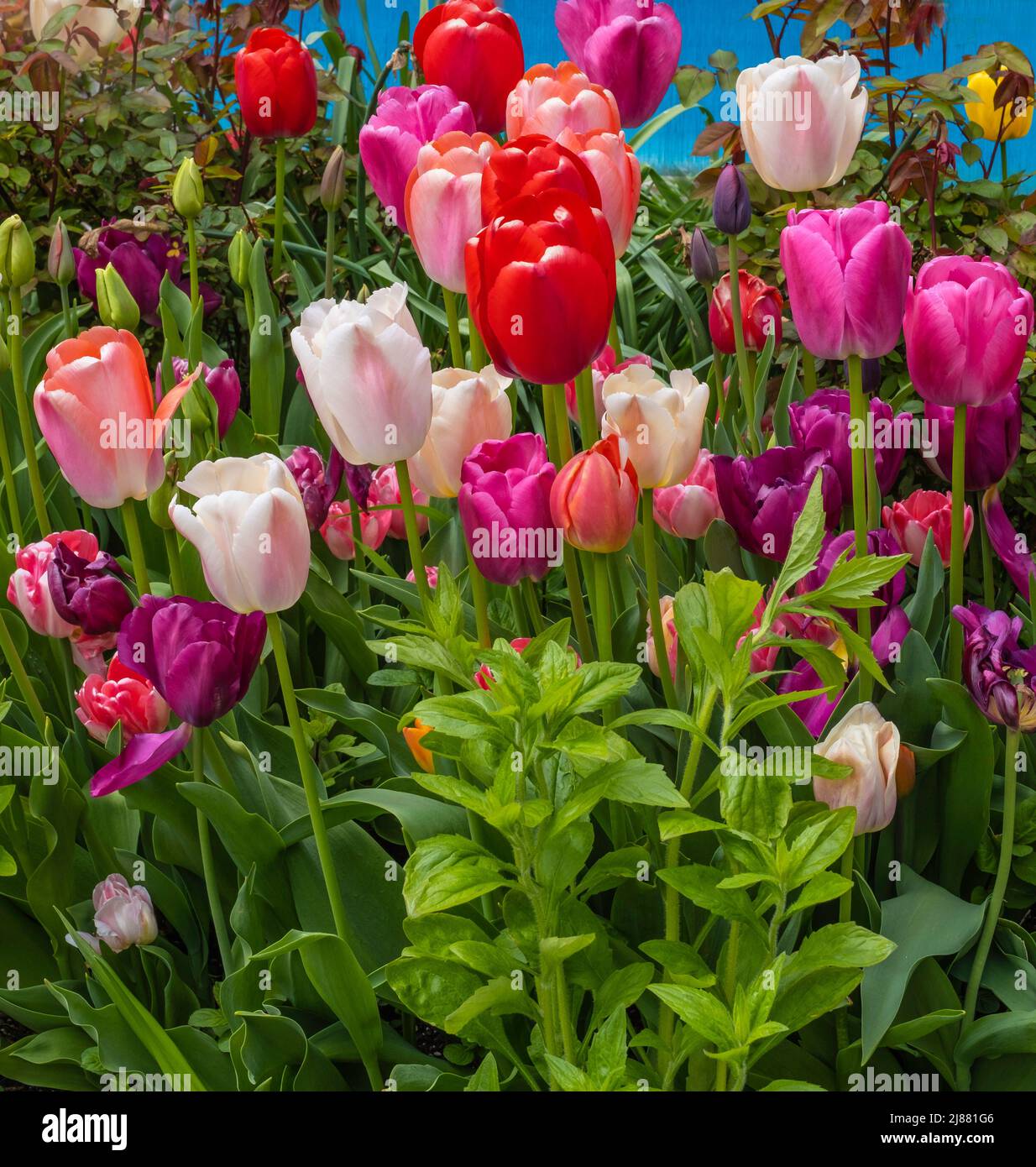 Colorful tulip flowers in the garden at a home on Cape Cod