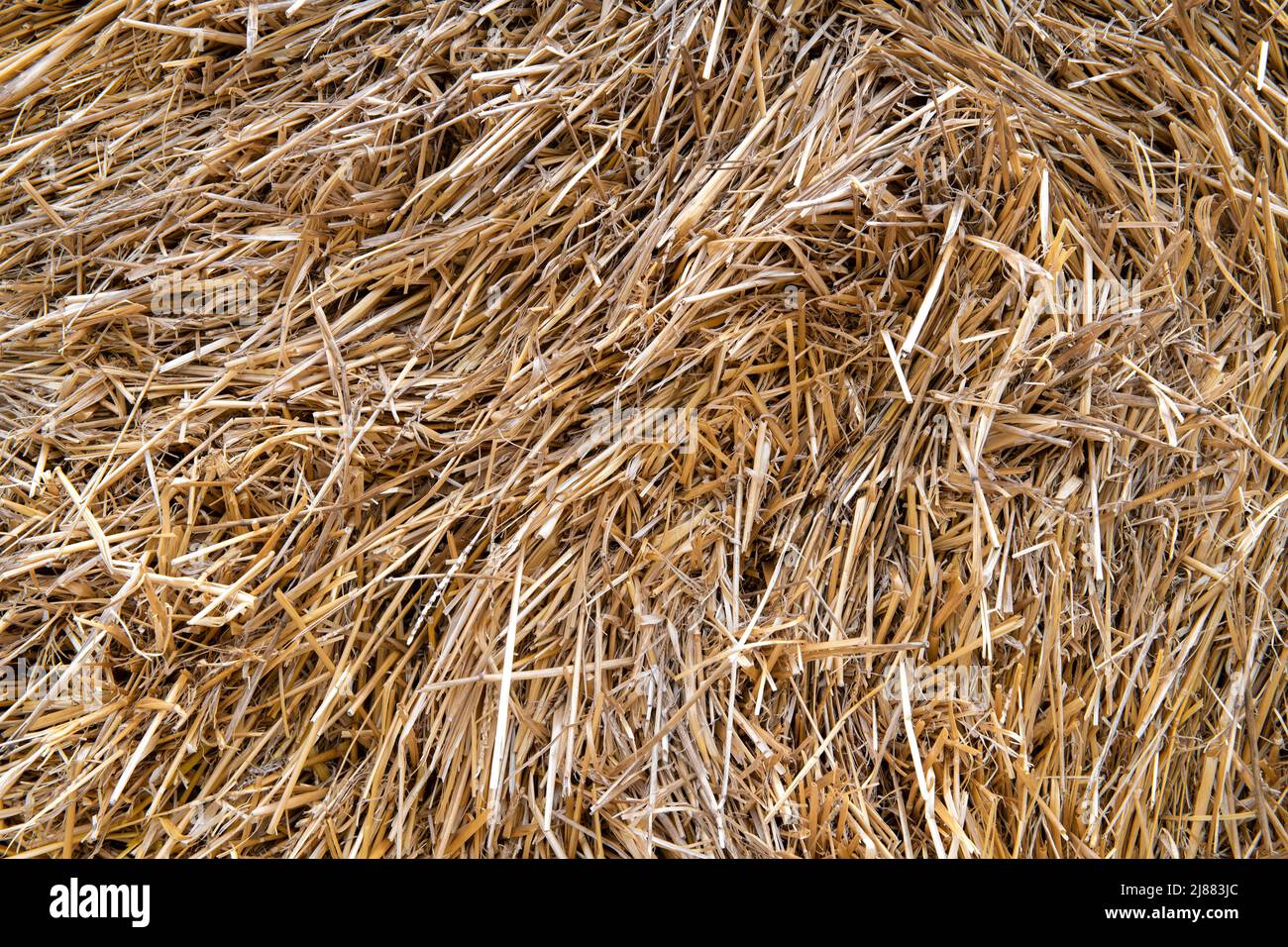 Background from dry cut straw Stock Photo Alamy