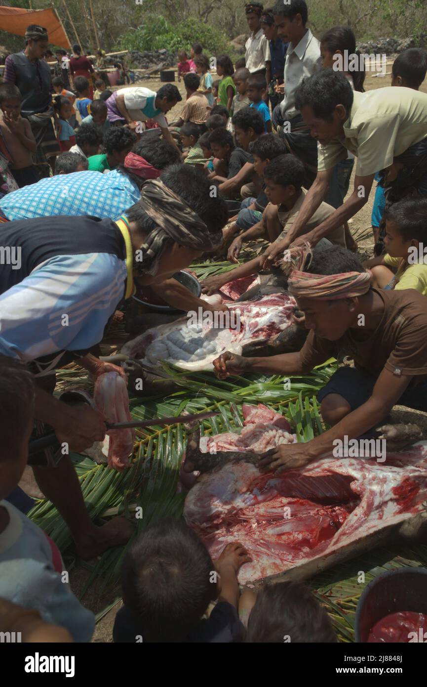 Villagers slicing meats as a preparation for a ritual of house construction and inauguration in Ratenggaro village, Umbu Ngedo, Kodi Bangedo, Southwest Sumba, East Nusa Tenggara, Indonesia. Stock Photo