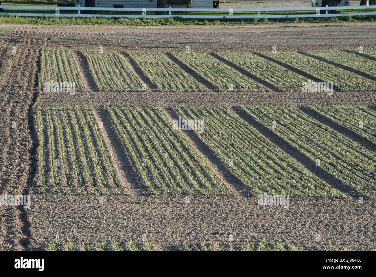 Grain test plots at Aberdeen Agricultural Experiment Station, Aberdeen, Idaho, USA Stock Photo