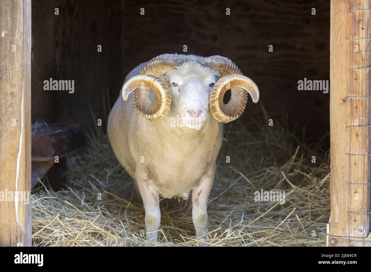 Sheep Ram Peeking Through Animal Pen Entrance in Northern America. Stock Photo