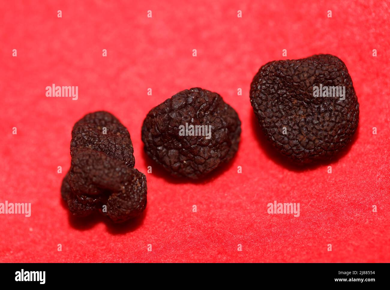 Black wild summer truffles close up Tuber aestivum family tuberaceae
