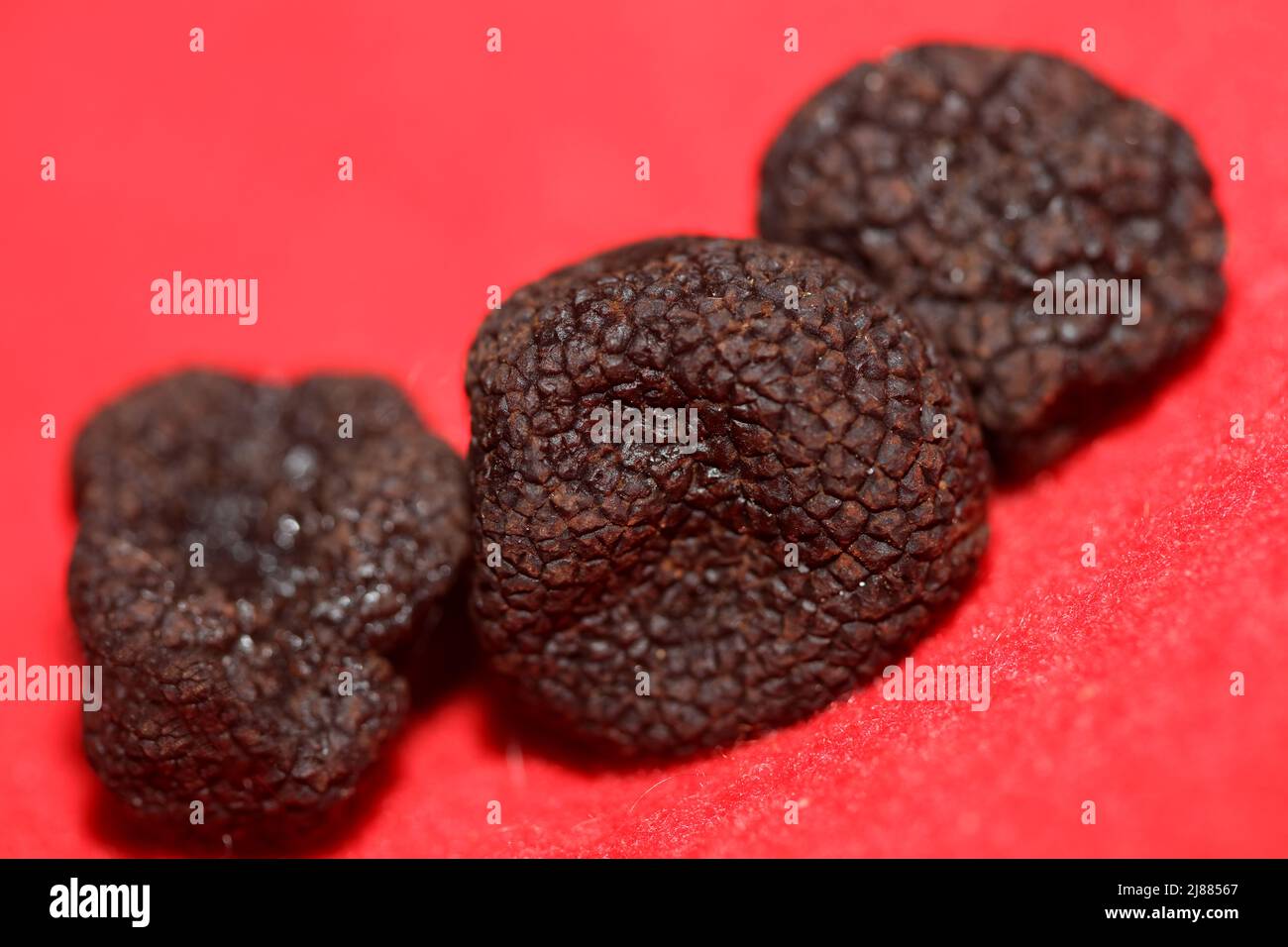 Black wild summer truffles close up Tuber aestivum family tuberaceae