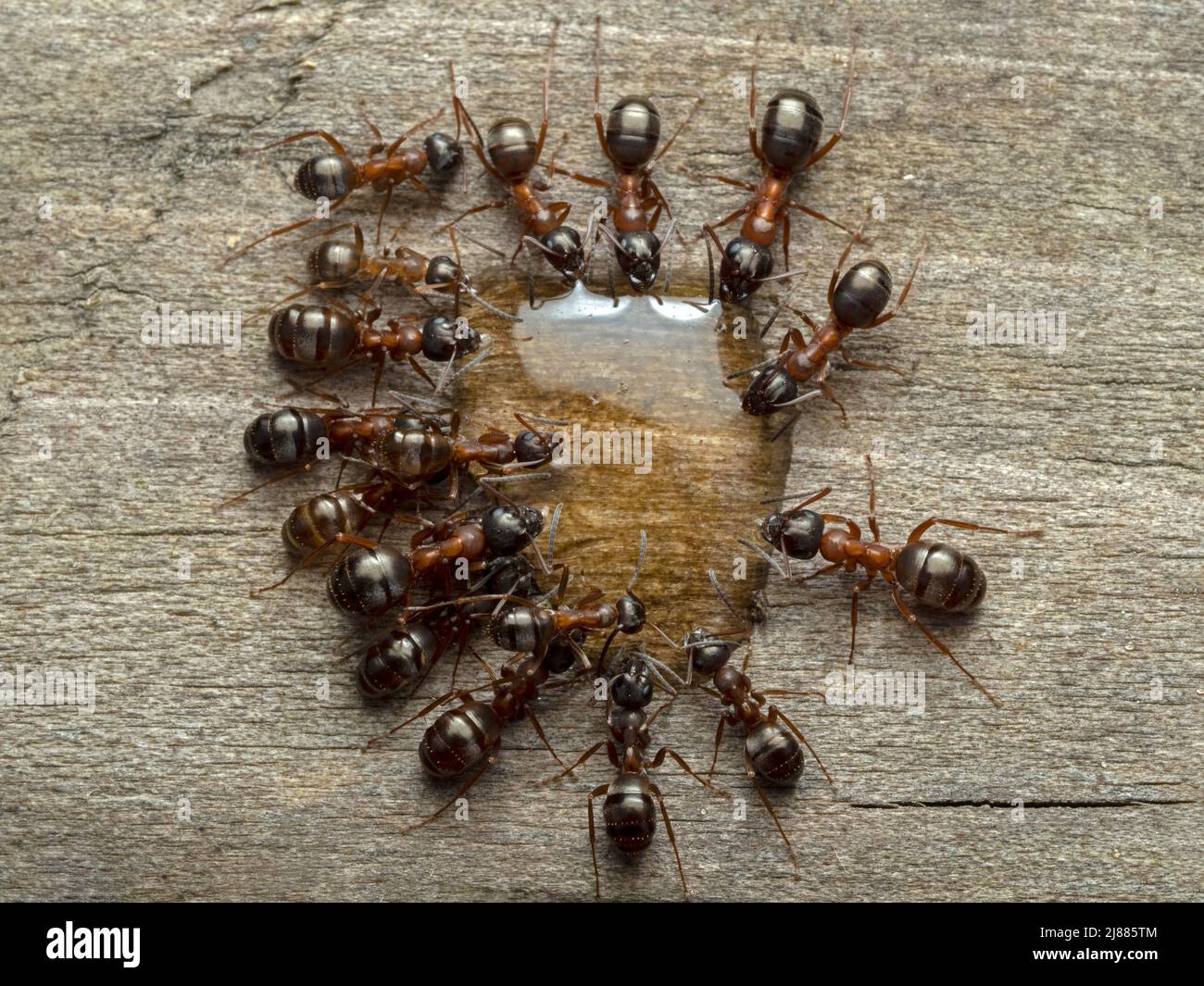 a group of 17 carpenter ants, Camponotus vicinus, surrounding and drinking from a drop of honey Stock Photo