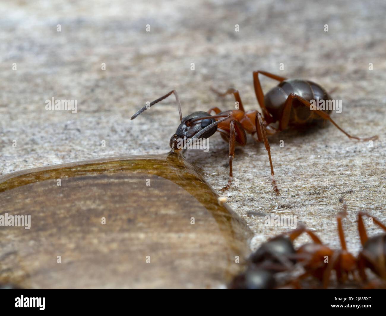 close-up of a pretty red and black carpenter ant, Camponotus vicinus, drinking from a drop of honey Stock Photo