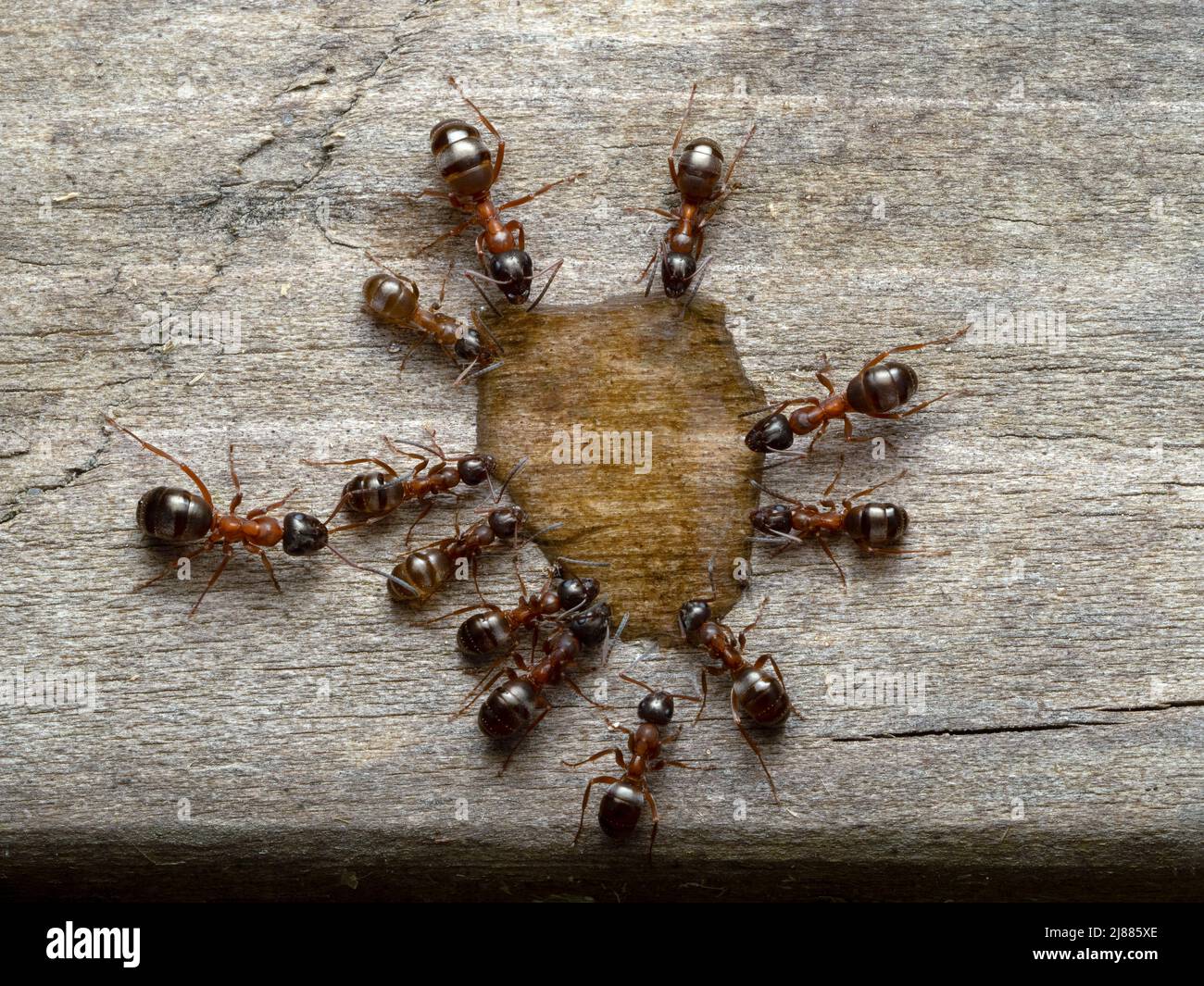 a group of different sizes of carpenter ants, Camponotus vicinus, on wood and drinking from a drop of honey, from above Stock Photo