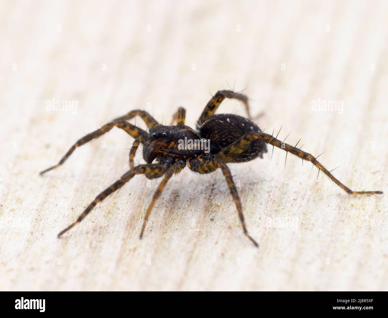 side view of a female wolf spider (genus Pardosa) walking on a piece of wood Stock Photo