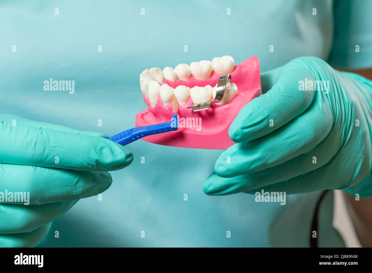 Closeup view of dentist's hands with a human jaw layout and a