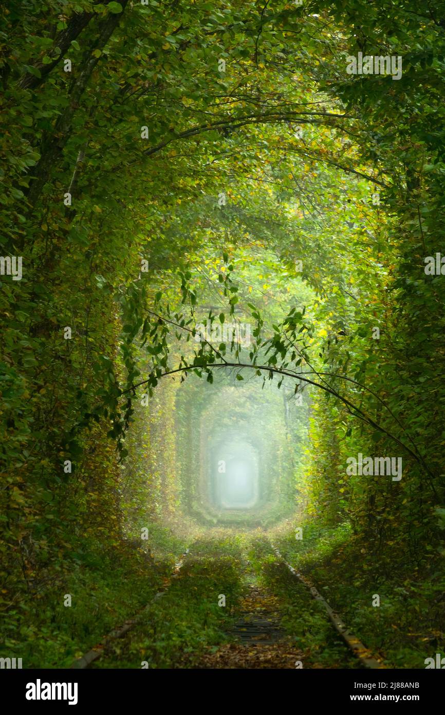 Summer Ukraine. Rivne region. Railway in the dense deciduous forest. 'Tunnel Of Love' Stock Photo