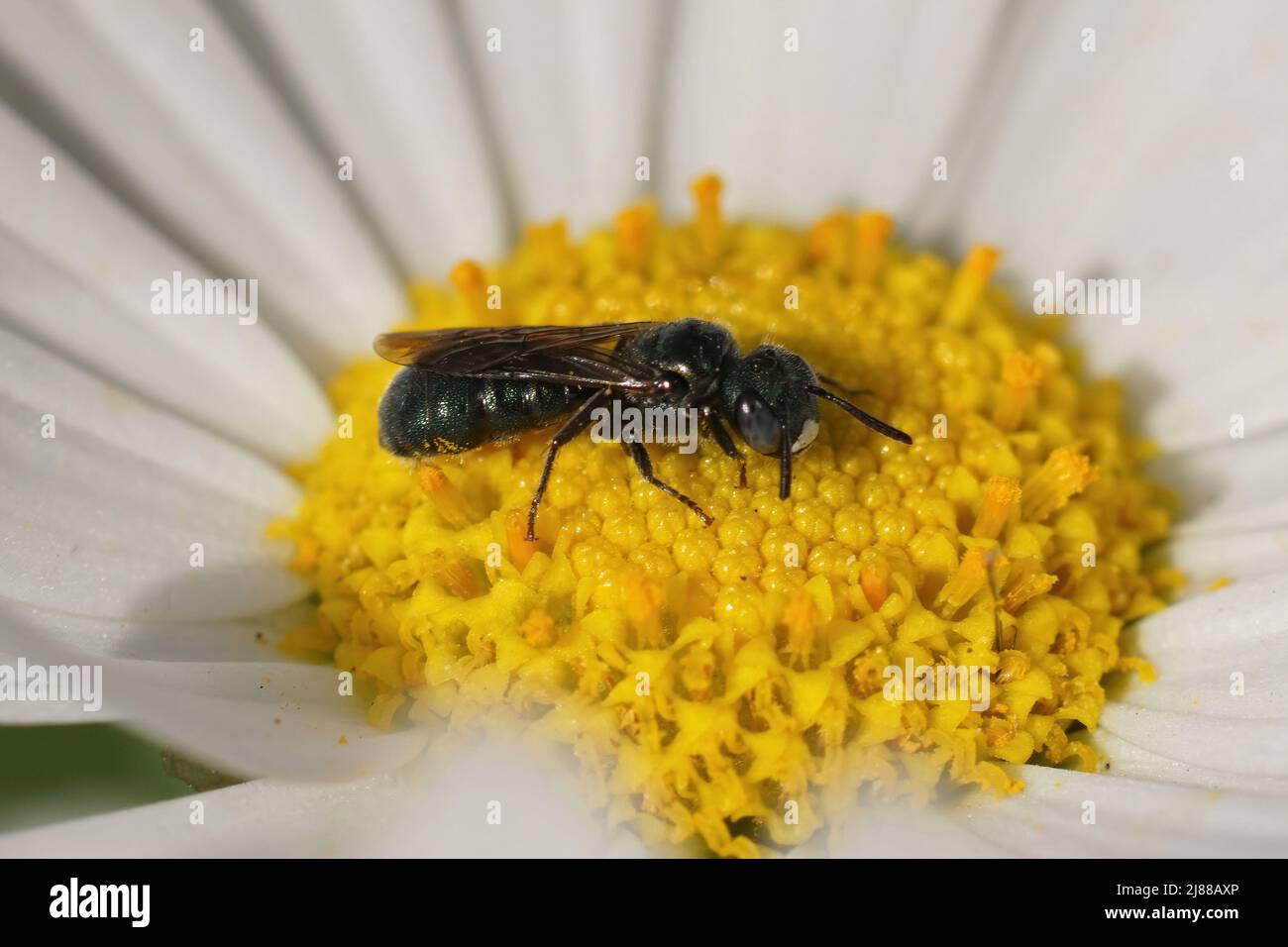 Closeup on a male, small metallic blue carpenter bee, Ceratina cyanea, sitting on a yellow , white flower in the field Stock Photo