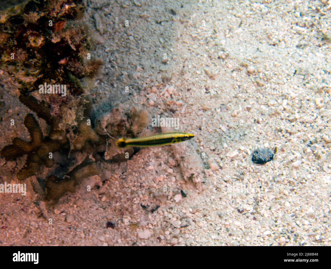 A Yellowback Dottyback (Pseudochromis flavivertex) in the Red Sea, Egypt Stock Photo