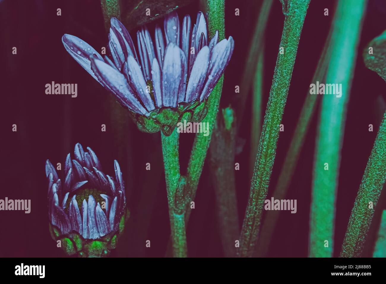 Tall stems hi-res stock photography and images - Alamy